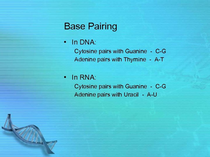 Base Pairing • In DNA: Cytosine pairs with Guanine - C-G Adenine pairs with