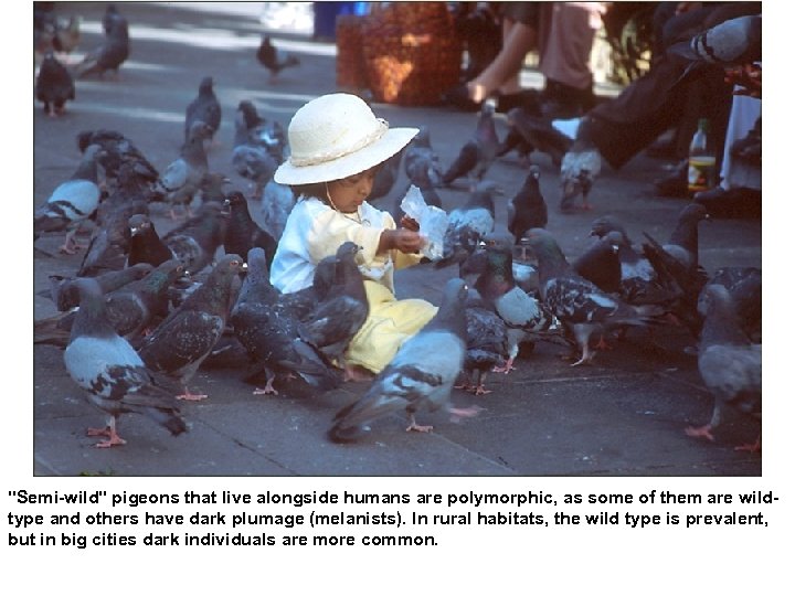 "Semi-wild" pigeons that live alongside humans are polymorphic, as some of them are wildtype
