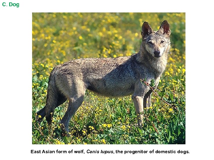 C. Dog East Asian form of wolf, Canis lupus, the progenitor of domestic dogs.