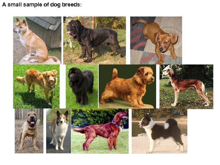 A small sample of dog breeds: 