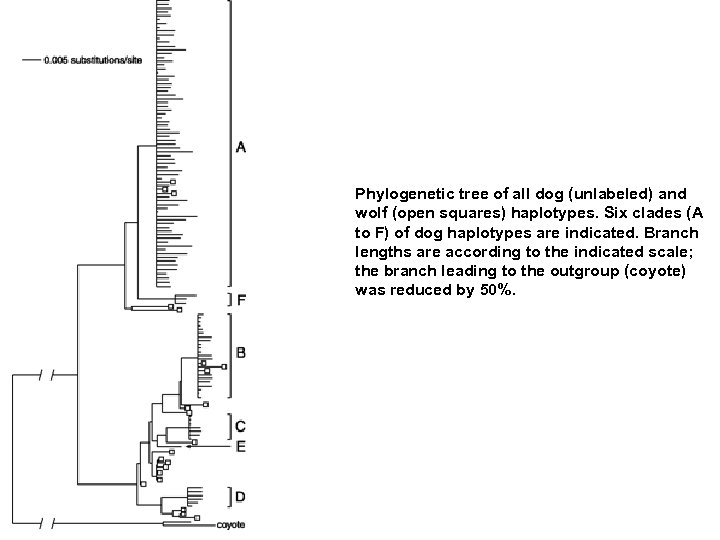 Phylogenetic tree of all dog (unlabeled) and wolf (open squares) haplotypes. Six clades (A