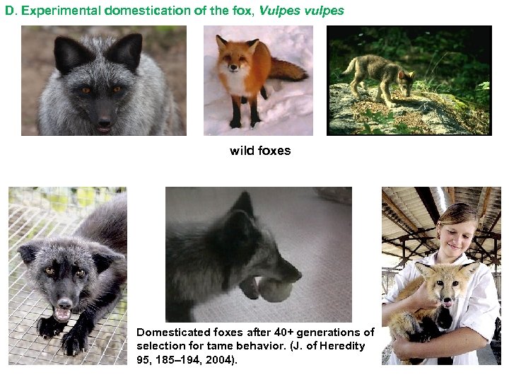 D. Experimental domestication of the fox, Vulpes vulpes wild foxes Domesticated foxes after 40+