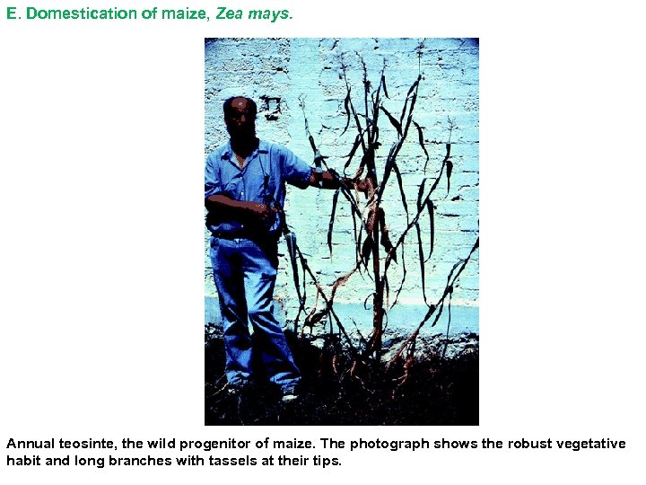 E. Domestication of maize, Zea mays. Annual teosinte, the wild progenitor of maize. The