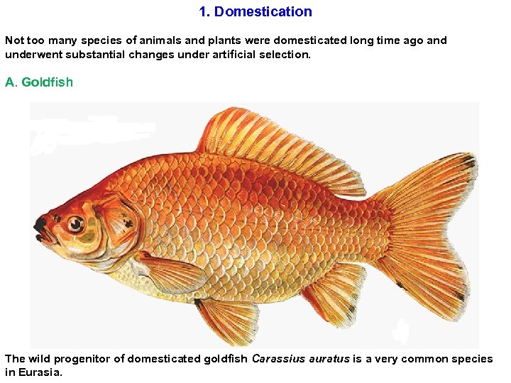 1. Domestication Not too many species of animals and plants were domesticated long time
