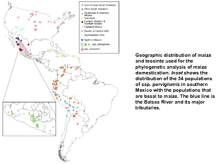 Geographic distribution of maize and teosinte used for the phylogenetic analysis of maize domestication.