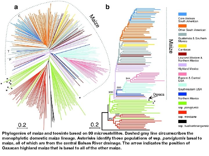 Phylogenies of maize and teosinte based on 99 microsatellites. Dashed gray line circumscribes the