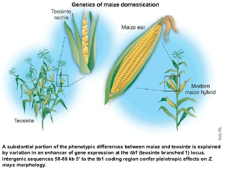 Genetics of maize domestication A substantial portion of the phenotypic differences between maize and