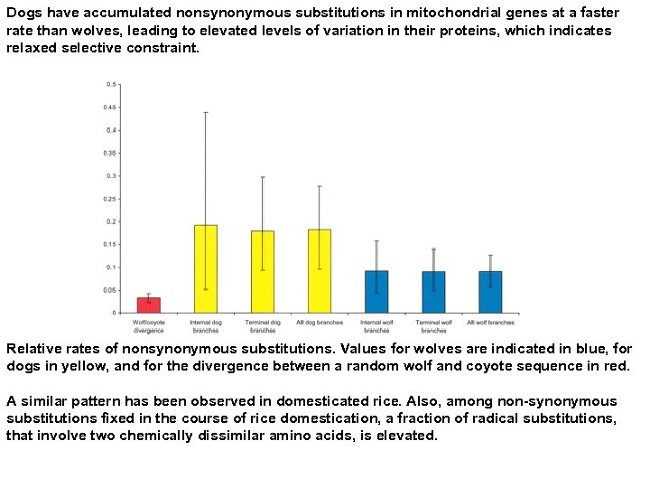 Dogs have accumulated nonsynonymous substitutions in mitochondrial genes at a faster rate than wolves,