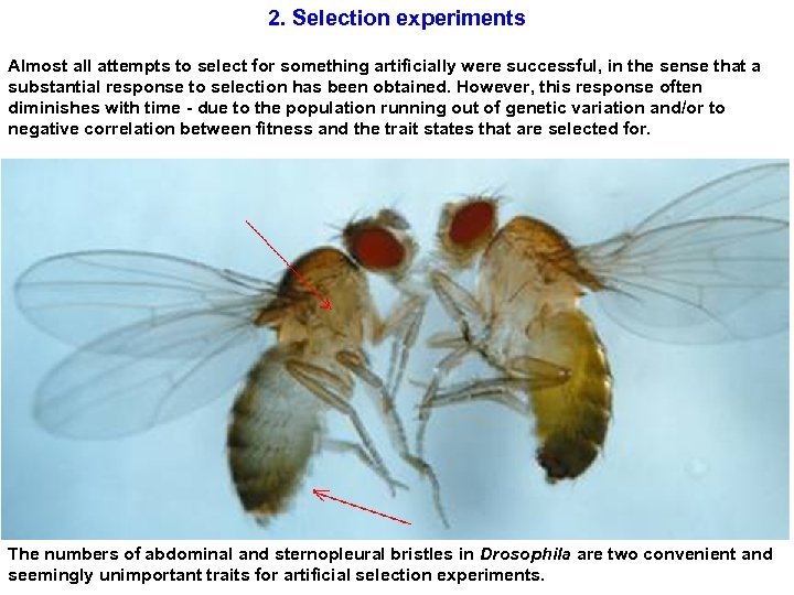 2. Selection experiments Almost all attempts to select for something artificially were successful, in