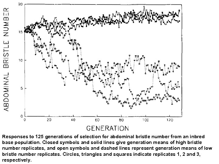 Responses to 125 generations of selection for abdominal bristle number from an inbred base