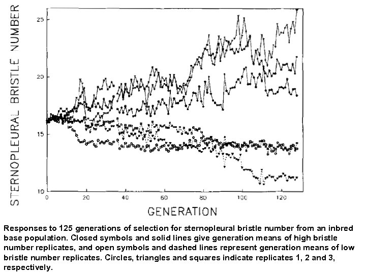 Responses to 125 generations of selection for sternopleural bristle number from an inbred base