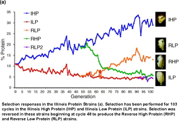 Selection responses in the Illinois Protein Strains (a). Selection has been performed for 103