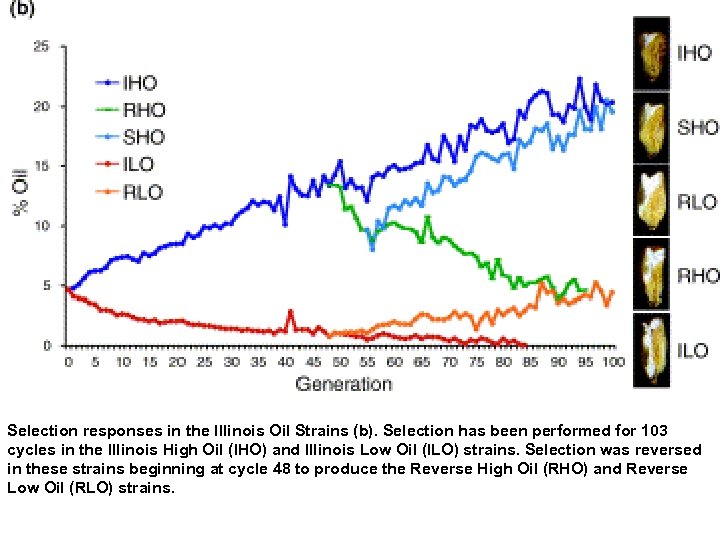 Selection responses in the Illinois Oil Strains (b). Selection has been performed for 103