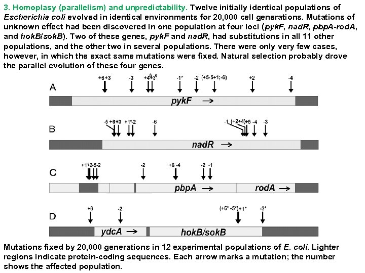 3. Homoplasy (parallelism) and unpredictability. Twelve initially identical populations of Escherichia coli evolved in