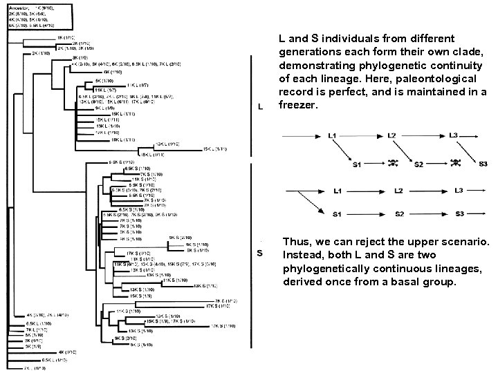 L and S individuals from different generations each form their own clade, demonstrating phylogenetic