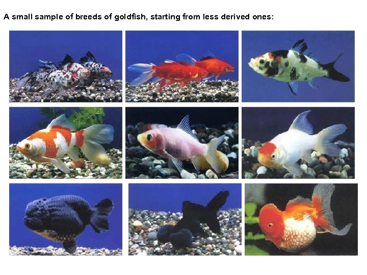 A small sample of breeds of goldfish, starting from less derived ones: 