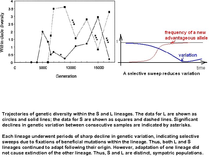 Trajectories of genetic diversity within the S and L lineages. The data for L