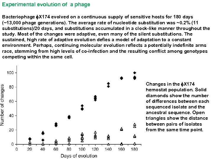 Experimental evolution of a phage Bacteriophage f. X 174 evolved on a continuous supply