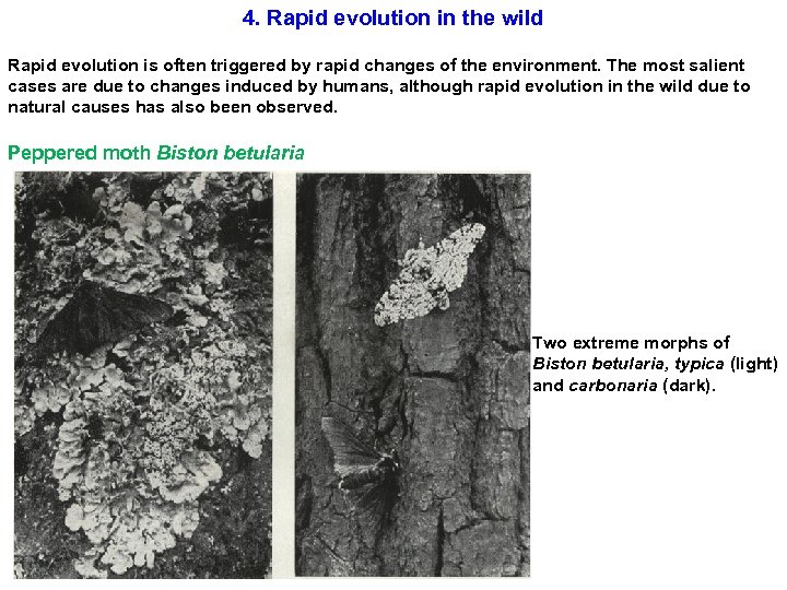 4. Rapid evolution in the wild Rapid evolution is often triggered by rapid changes