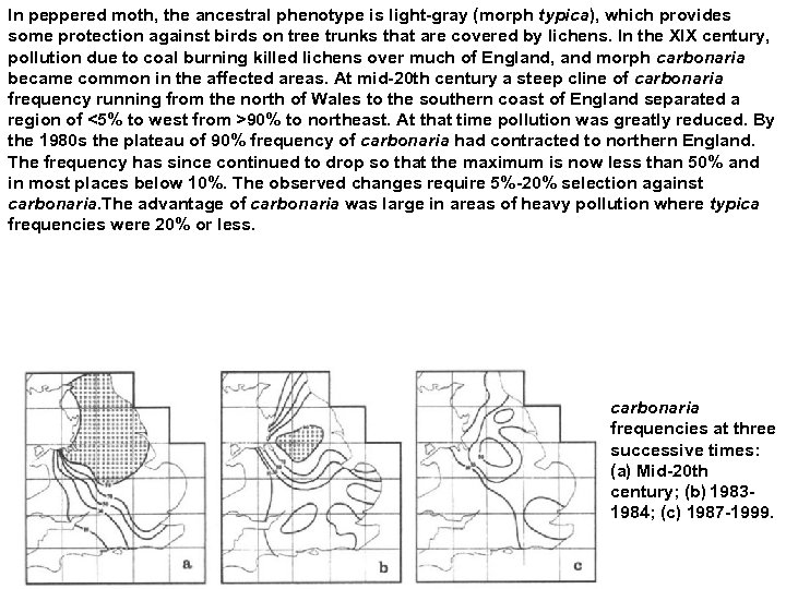 In peppered moth, the ancestral phenotype is light-gray (morph typica), which provides some protection