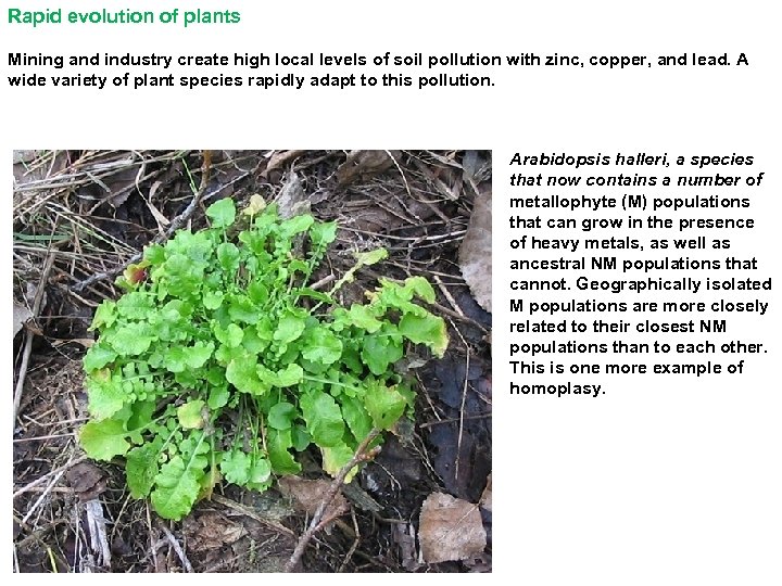 Rapid evolution of plants Mining and industry create high local levels of soil pollution