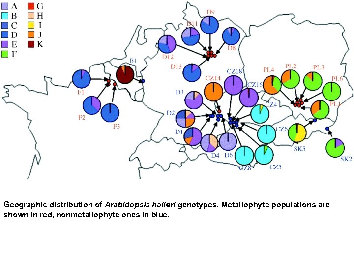Geographic distribution of Arabidopsis halleri genotypes. Metallophyte populations are shown in red, nonmetallophyte ones