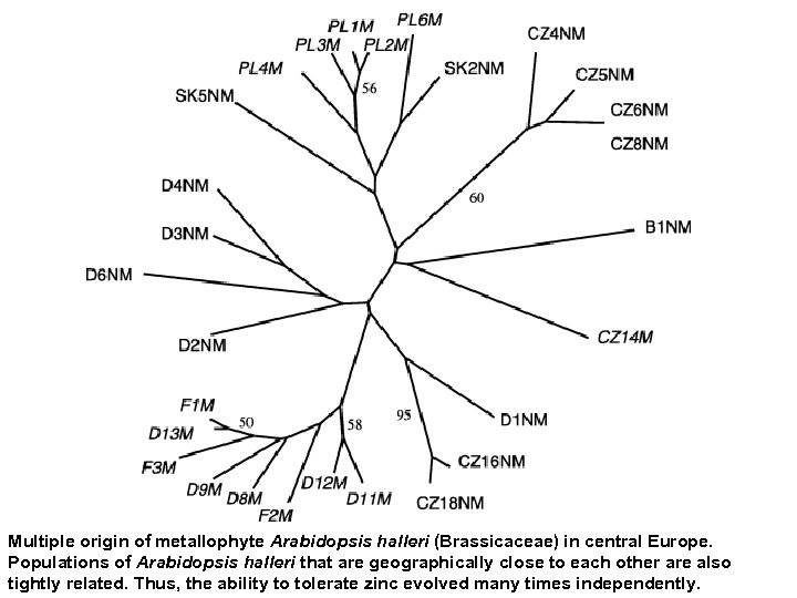 Multiple origin of metallophyte Arabidopsis halleri (Brassicaceae) in central Europe. Populations of Arabidopsis halleri