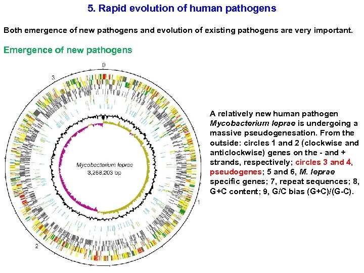 5. Rapid evolution of human pathogens Both emergence of new pathogens and evolution of