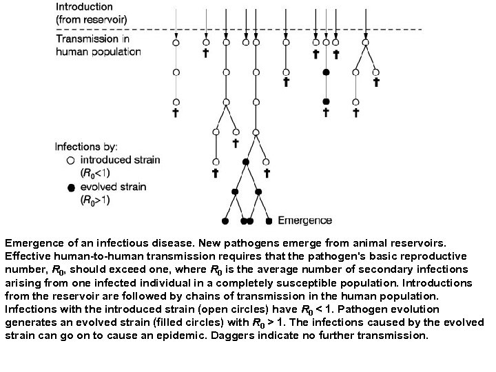 Emergence of an infectious disease. New pathogens emerge from animal reservoirs. Effective human-to-human transmission