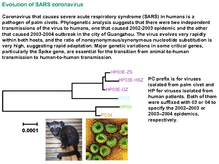 Evolution of SARS coronavirus Coronavirus that causes severe acute respiratory syndrome (SARS) in humans