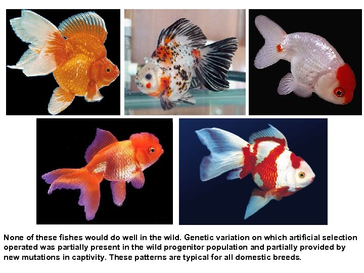 None of these fishes would do well in the wild. Genetic variation on which