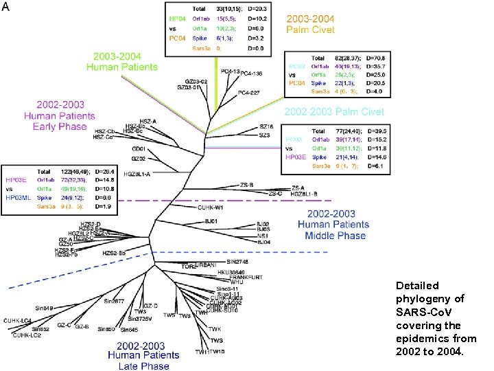 Detailed phylogeny of SARS-Co. V covering the epidemics from 2002 to 2004. 