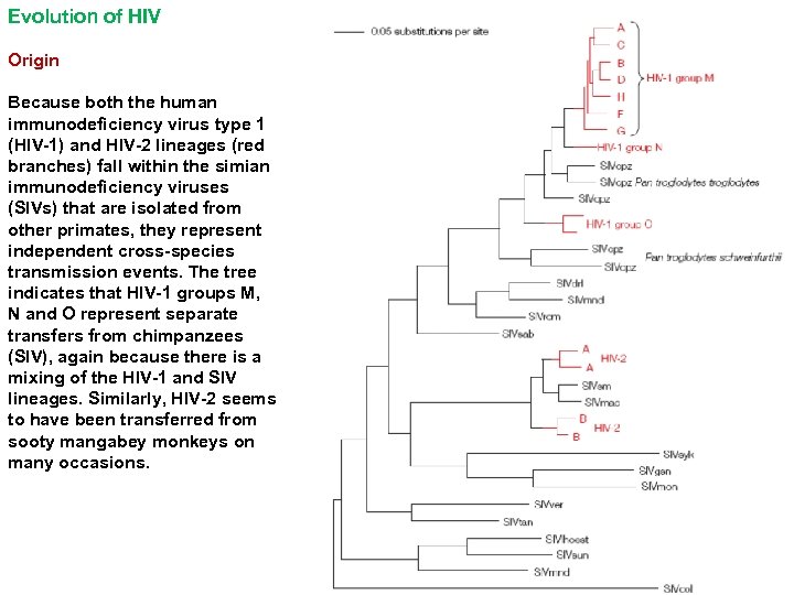 Evolution of HIV Origin Because both the human immunodeficiency virus type 1 (HIV-1) and