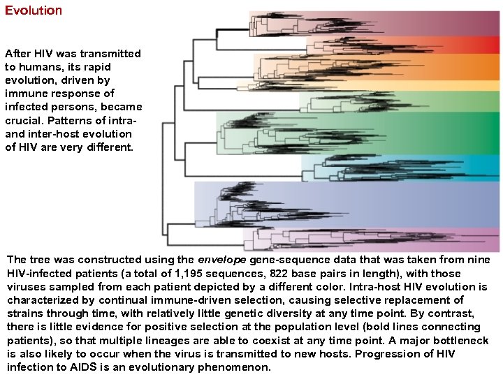 Evolution After HIV was transmitted to humans, its rapid evolution, driven by immune response