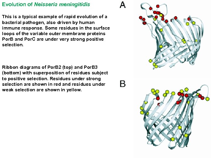 Evolution of Neisseria meningitidis This is a typical example of rapid evolution of a