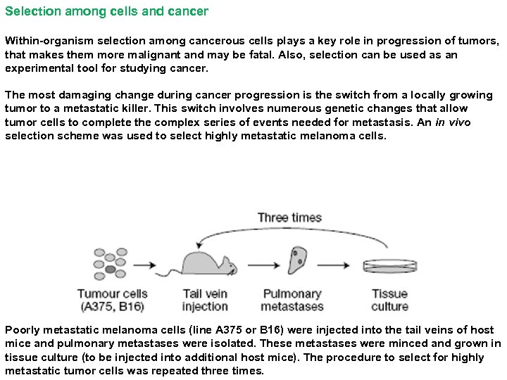 Selection among cells and cancer Within-organism selection among cancerous cells plays a key role