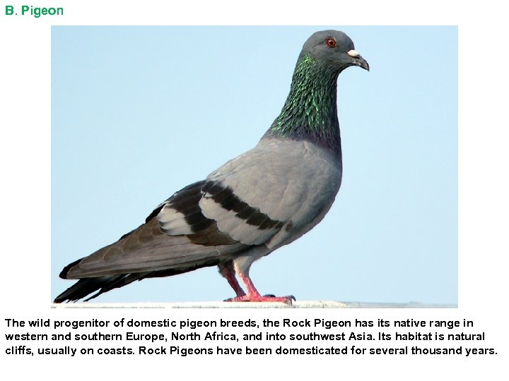 B. Pigeon The wild progenitor of domestic pigeon breeds, the Rock Pigeon has its