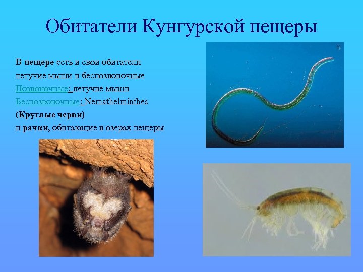 Обитатели Кунгурской пещеры В пещере есть и свои обитатели летучие мыши и беспозвоночные Позвоночные: