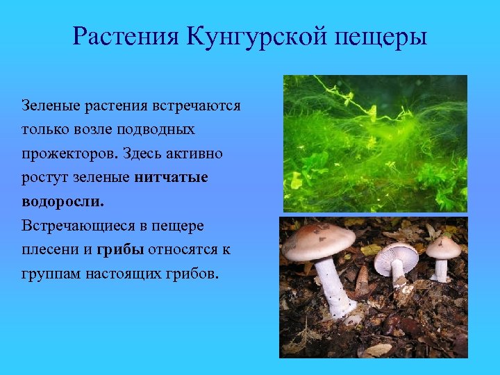 Растения Кунгурской пещеры Зеленые растения встречаются только возле подводных прожекторов. Здесь активно ростут зеленые