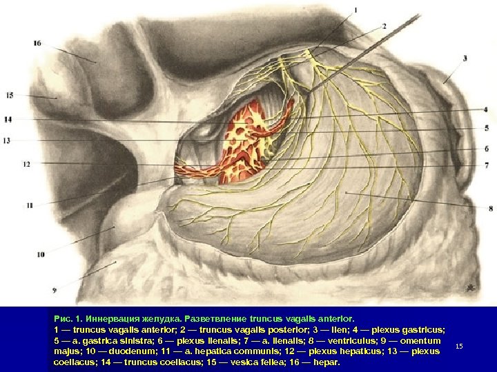 Рис. 1. Иннервация желудка. Разветвление truncus vagalis anterior. 1 — truncus vagalis anterior; 2