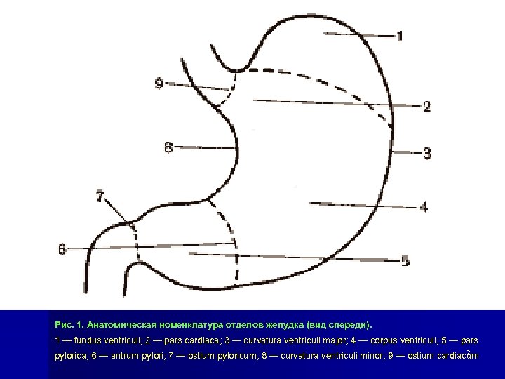 Отделы желудка схема