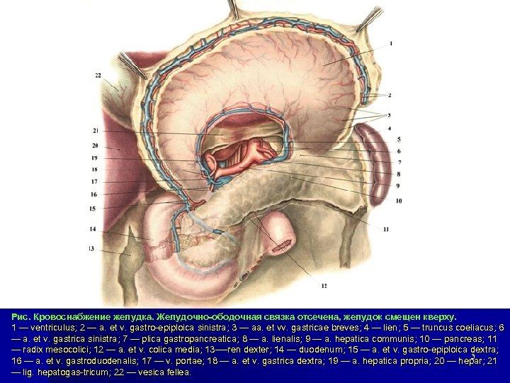 Рис. Кровоснабжение желудка. Желудочно-ободочная связка отсечена, желудок смещен кверху. 1 — ventriculus; 2 —