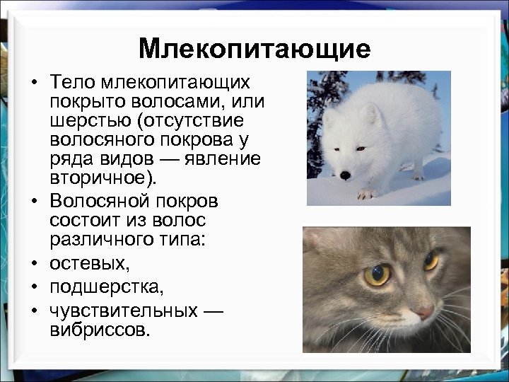 Однороден ли волосяной покров на теле млекопитающего