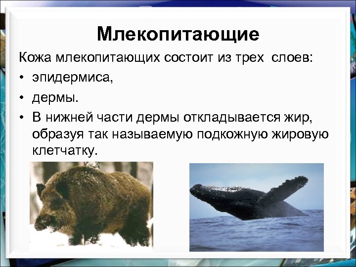 Млекопитающие Кожа млекопитающих состоит из трех слоев: • эпидермиса, • дермы. • В нижней