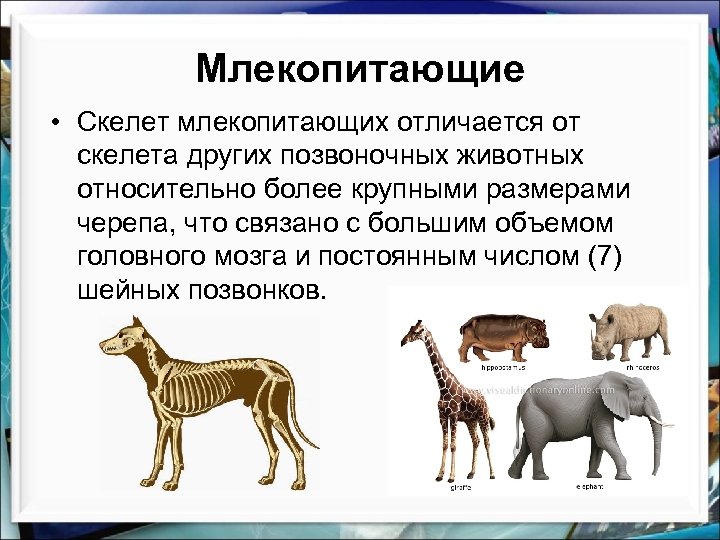 Млекопитающих от других животных отличают следующие признаки