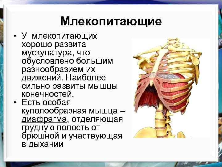 Млекопитающие • У млекопитающих хорошо развита мускулатура, что обусловлено большим разнообразием их движений. Наиболее
