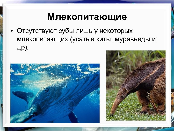 Млекопитающие • Отсутствуют зубы лишь у некоторых млекопитающих (усатые киты, муравьеды и др). 