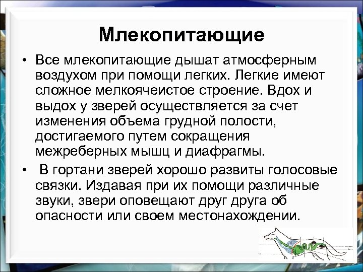 Млекопитающие • Все млекопитающие дышат атмосферным воздухом при помощи легких. Легкие имеют сложное мелкоячеистое