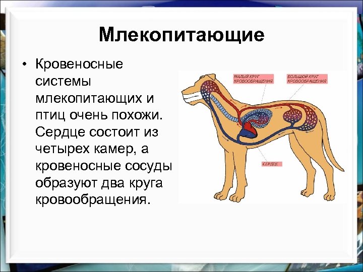 Презентация класс млекопитающие или звери 7 класс фгос пасечник