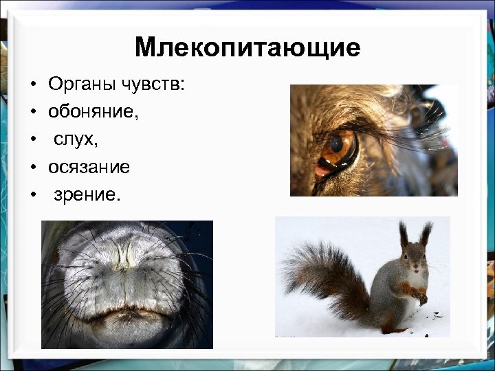 Млекопитающие • • • Органы чувств: обоняние, слух, осязание зрение. 